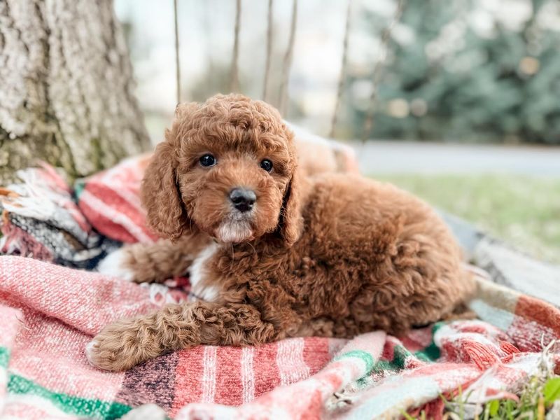 Poodle
