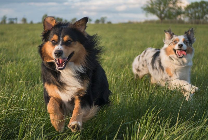 Australian Shepherd