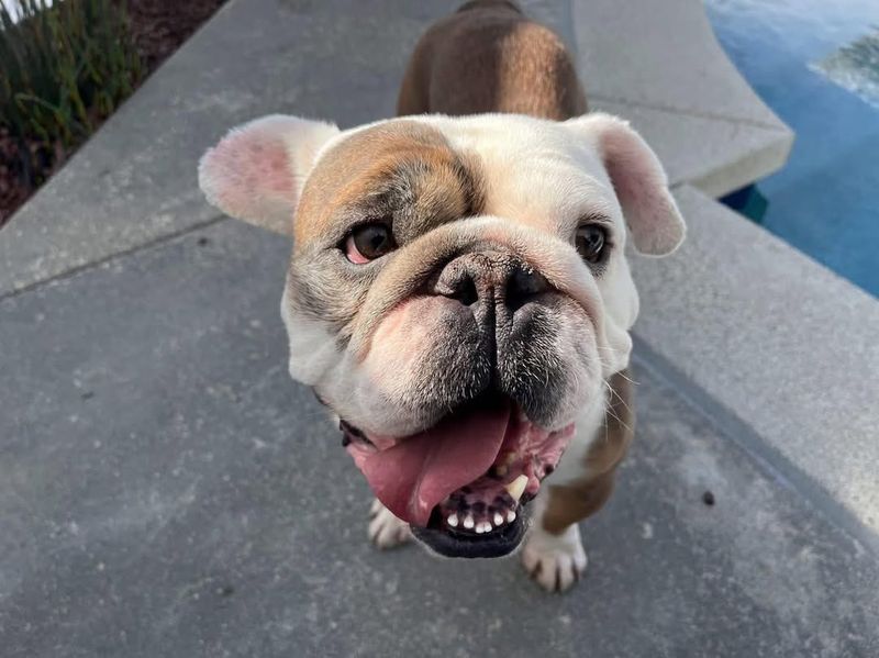 Bulldog
