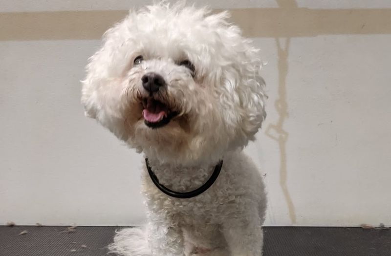 Bichon Frise
