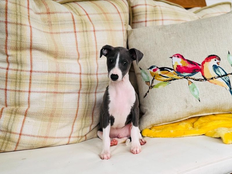 Italian Greyhound