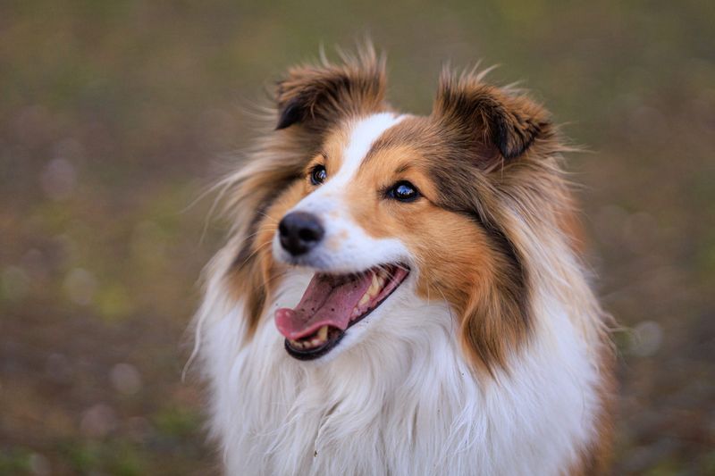 Shetland Sheepdog