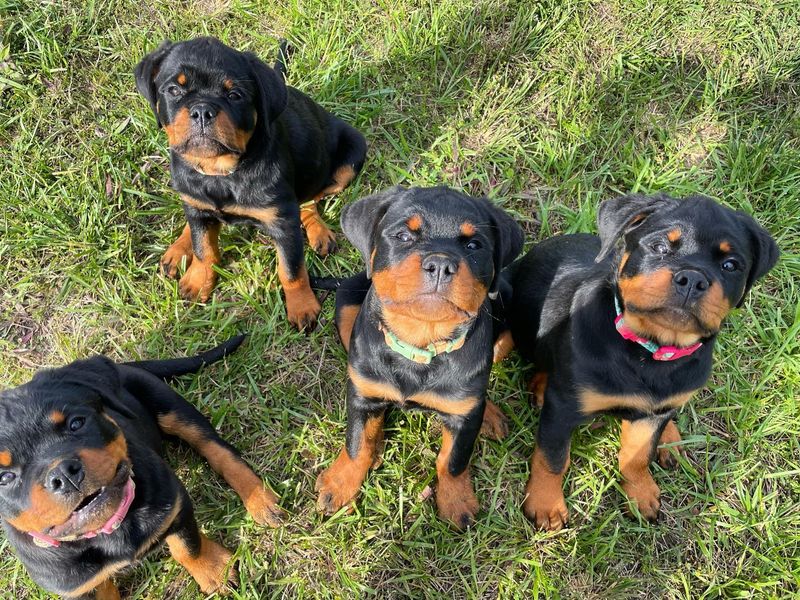 Rottweiler