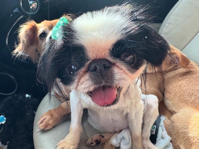 Japanese Chin