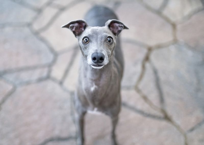 Italian Greyhound