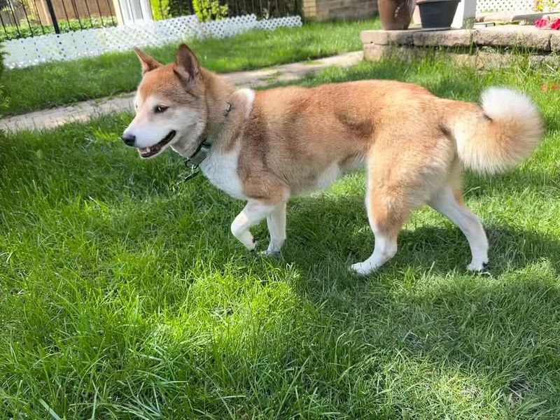 Shiba Inu