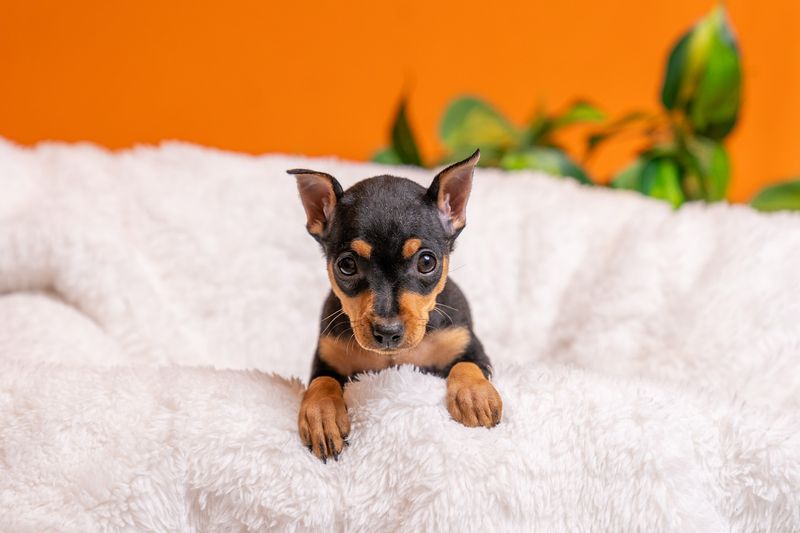 Miniature Pinscher