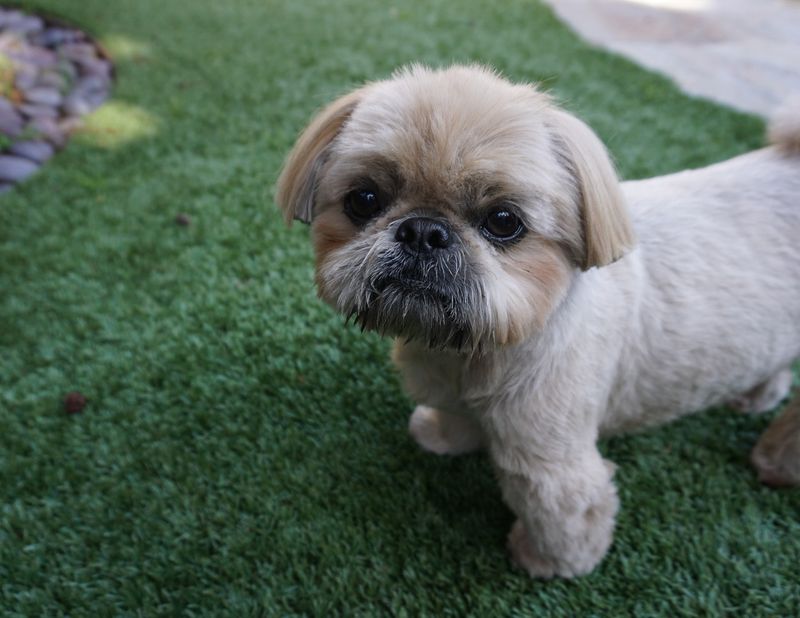 Shih Tzu