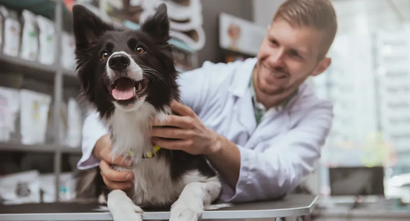 Routine Vet Visits