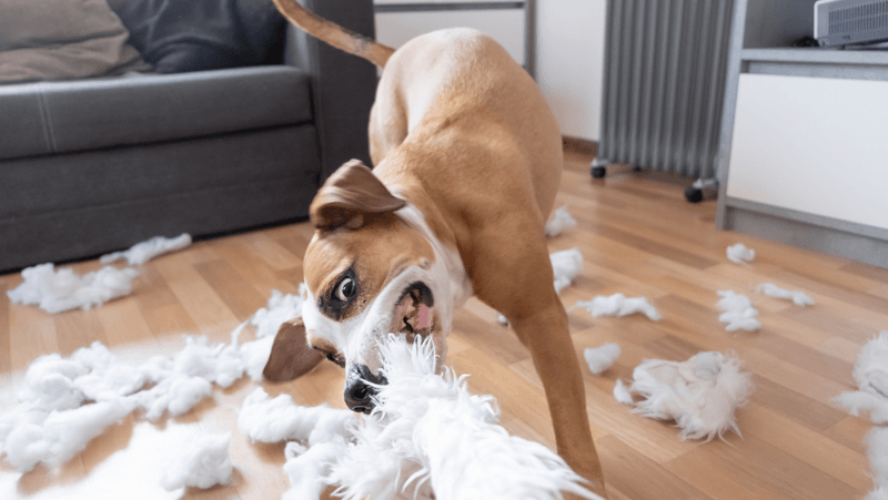 Destroying Toys or Items