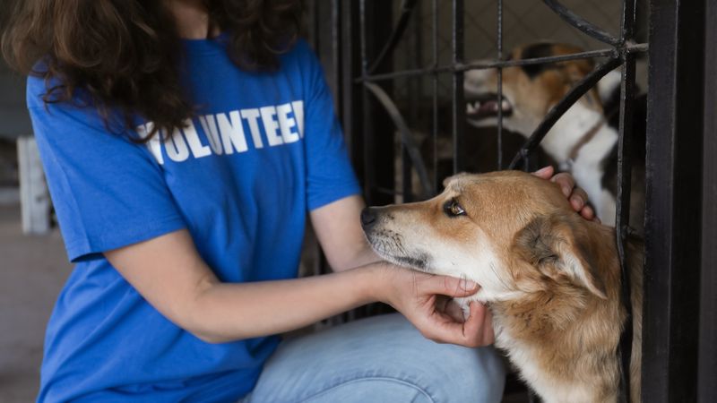 Peace: Engaging in Volunteer Work