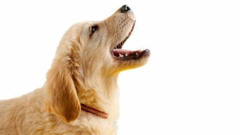 Peace: Recording Their Bark