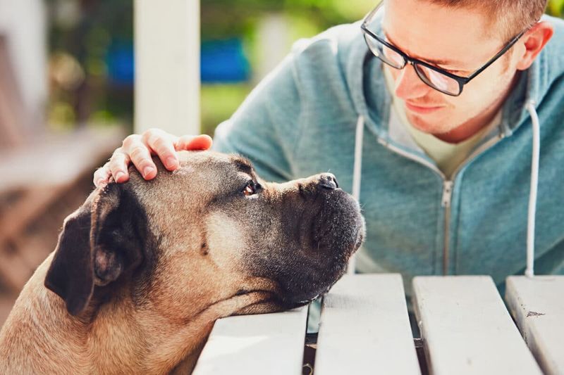 Peace: Embracing Pet's Legacy