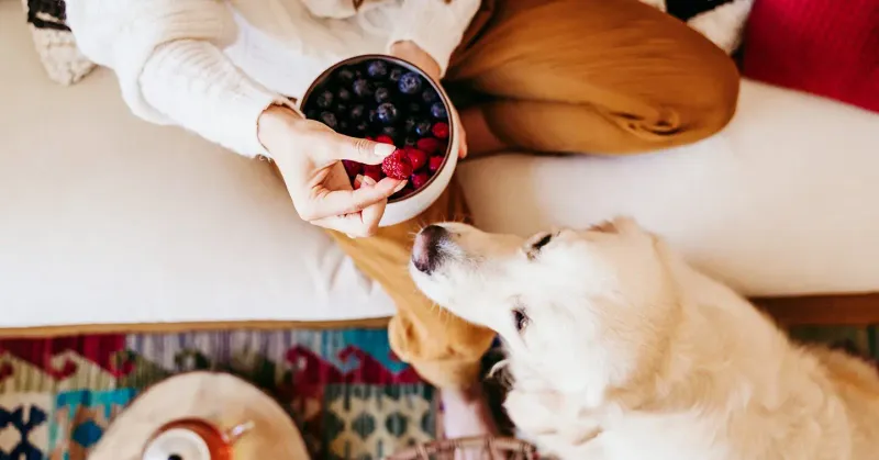 Raspberries