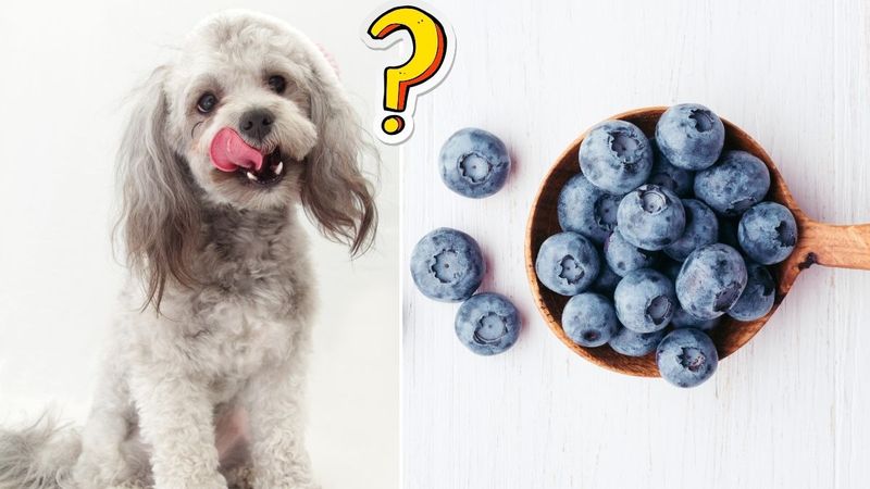 Blueberries