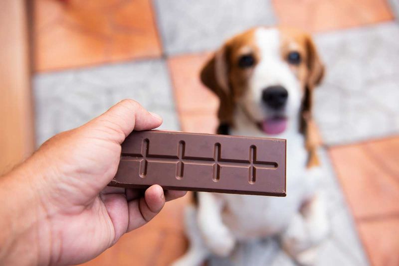 Chocolate