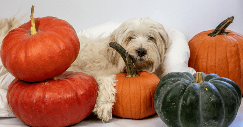 Pumpkin