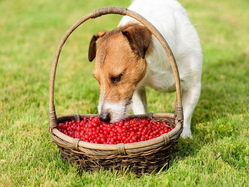 Raspberries