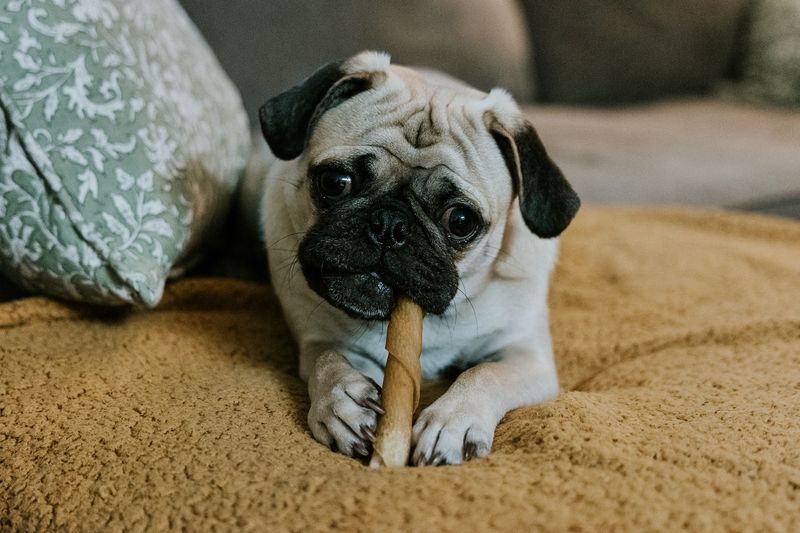 Pug
