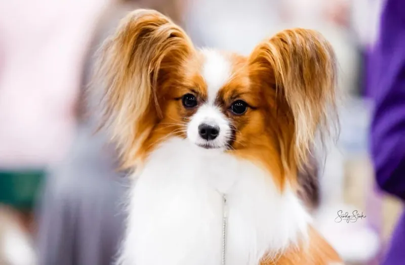 Papillon