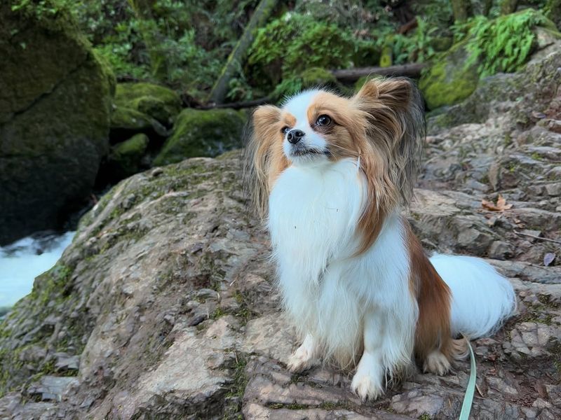 Papillon
