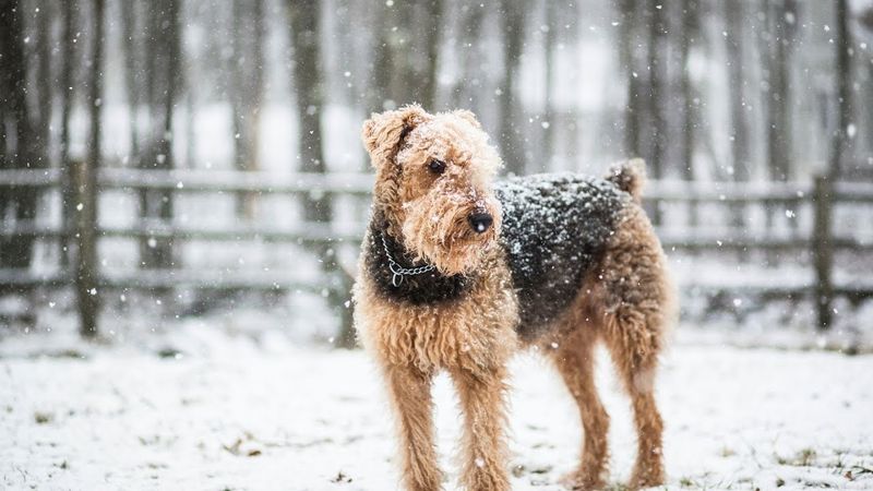 Airedale Terrier