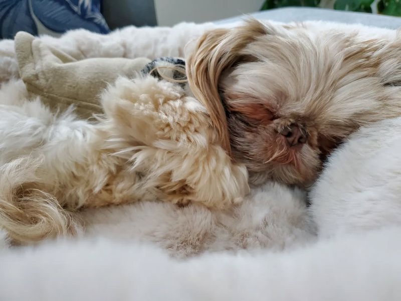 Shih Tzu