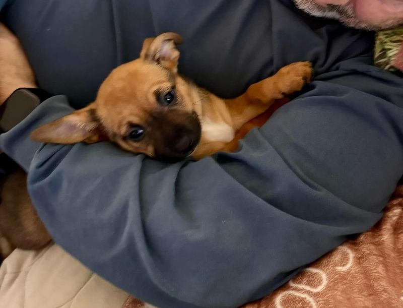 Chihuahua