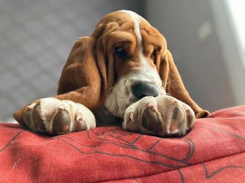 Basset Hound