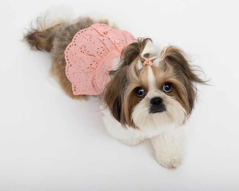 Shih Tzu