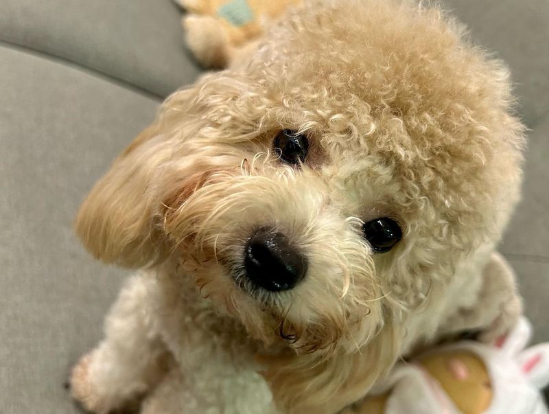 Toy Poodle