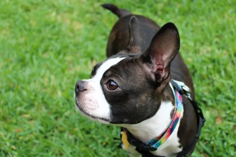 Boston Terrier