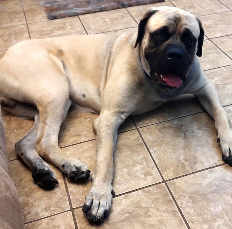 Mastiff