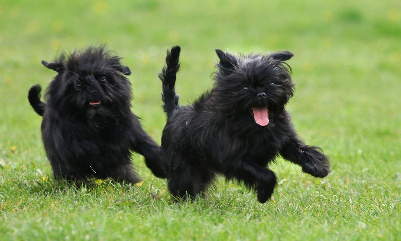 Affenpinscher