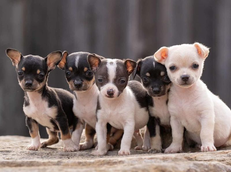 Chihuahua