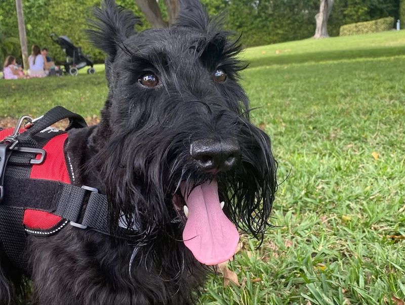 Scottish Terrier