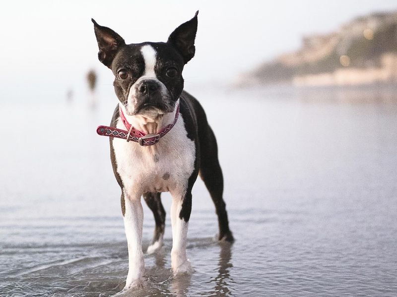 Boston Terrier
