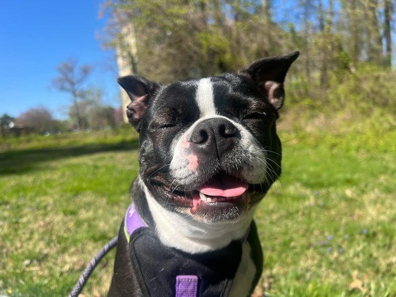 Boston Terrier