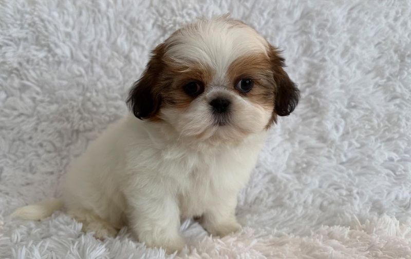 Shih Tzu