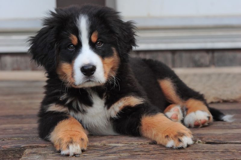 Bernese Mountain Dog