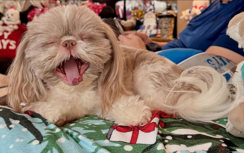 Shih Tzu