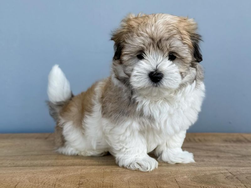Havanese