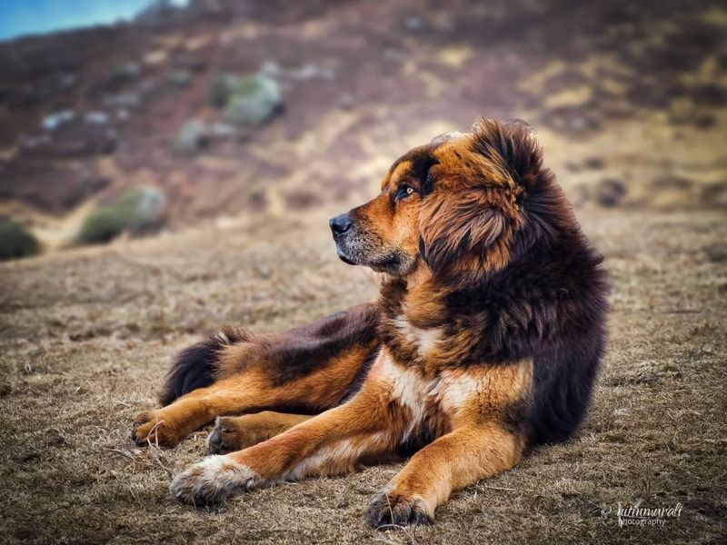 Tibetan Mastiff