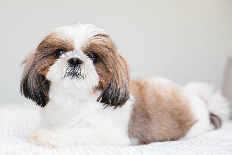 Shih Tzu