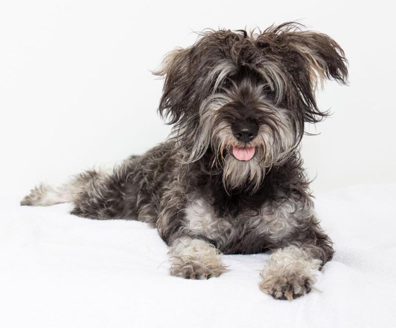 Miniature Schnauzer