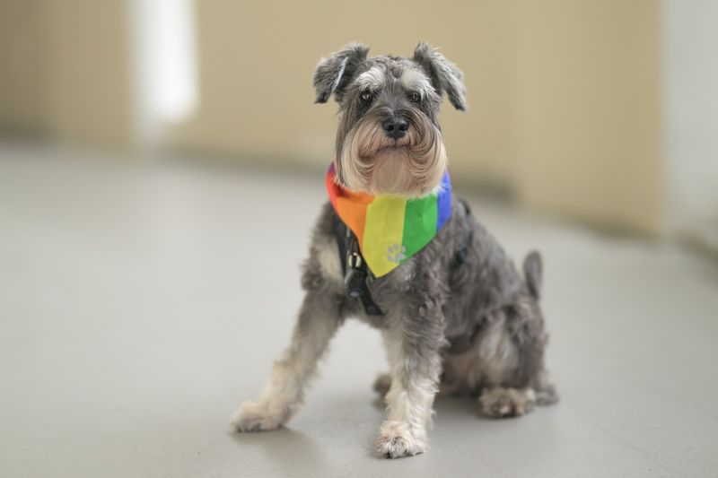 Miniature Schnauzer