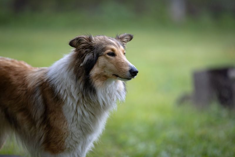 Rough Collie