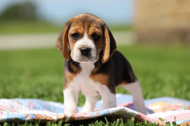 Beagle