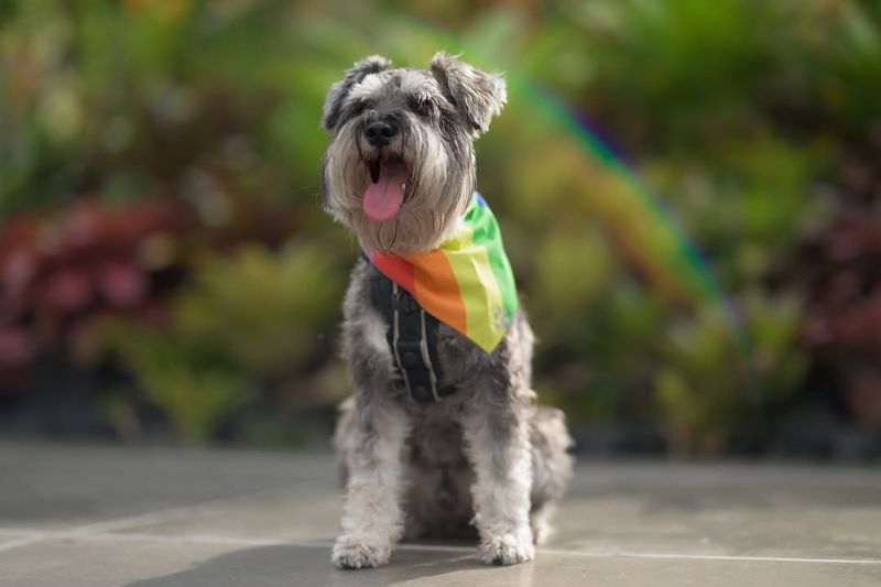 Miniature Schnauzer