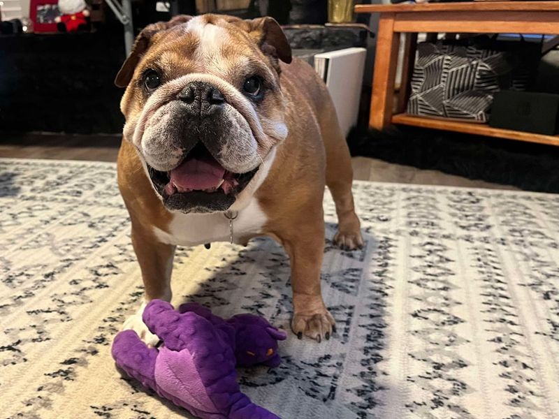 Bulldog